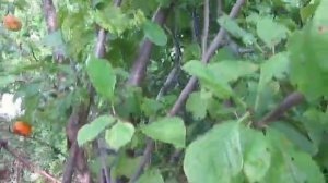 Прививка сливы на абрикосу будет жить Plum grafting on apricot will live