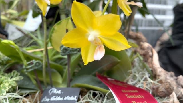 Royal Botanical Gardens Orchid Show & Sell (orchid show) **relaxing video** смотреть онлайн