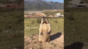 Орущий  грызун кто это ?
