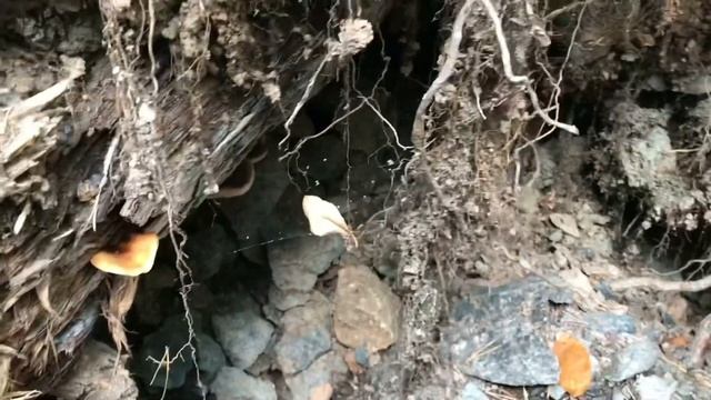 Ольховская Магнетитовая копь. смотреть онлайн