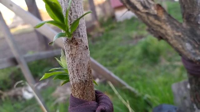 Избавляемся от тли и муравьев на деревьях смотреть онлайн