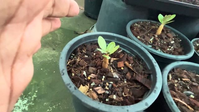 Adenium Caudex Soft After Repotting Predicament / Swazicum Adenium Caudex Shrinking Predicament смотреть онлайн