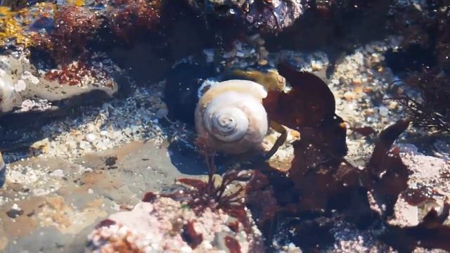 Hermit Crab ? (10 FACTS You NEVER KNEW) смотреть онлайн