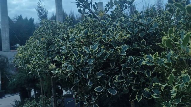 обзор на падуб остролистный ауреомаргината посадка и уход смотреть онлайн