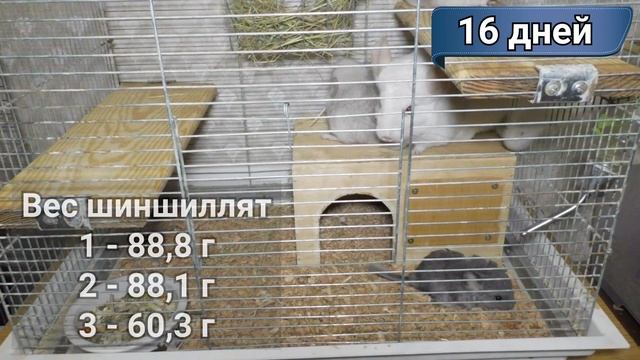 Шиншиллы от рождения до 2 х месяцев. Как растут шиншиллы