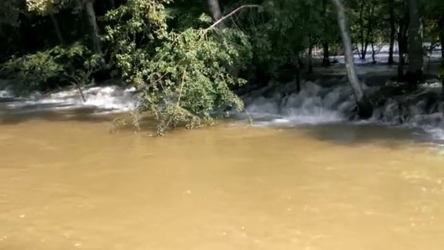 Лес в воде в таласе смотреть онлайн