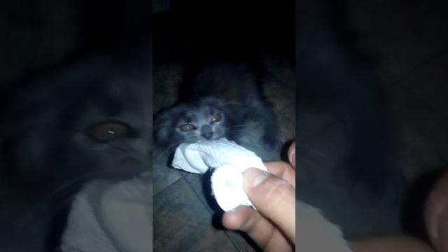 Котенок мейкуна. смотреть онлайн