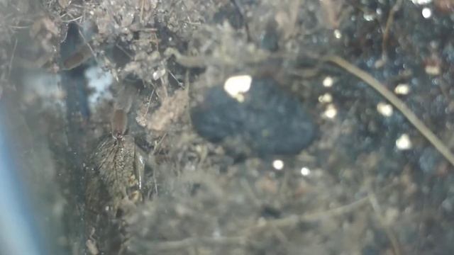 Таракан у Паука в Террариуме .(3) смотреть онлайн