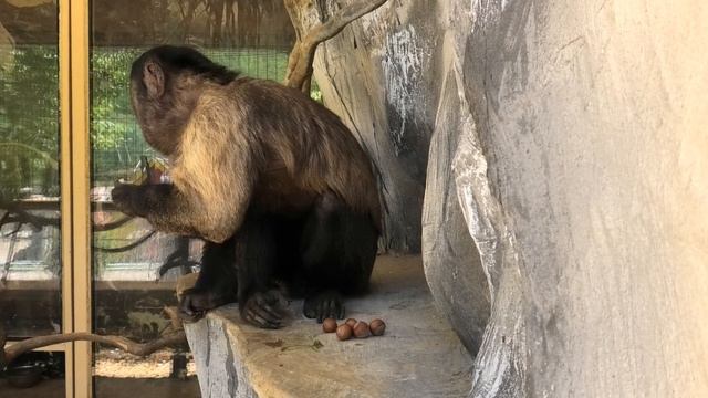 Прикол -Абу накрыл поляну с орехами и клубникой) Abu covered the clearing with nuts and strawberrie смотреть онлайн
