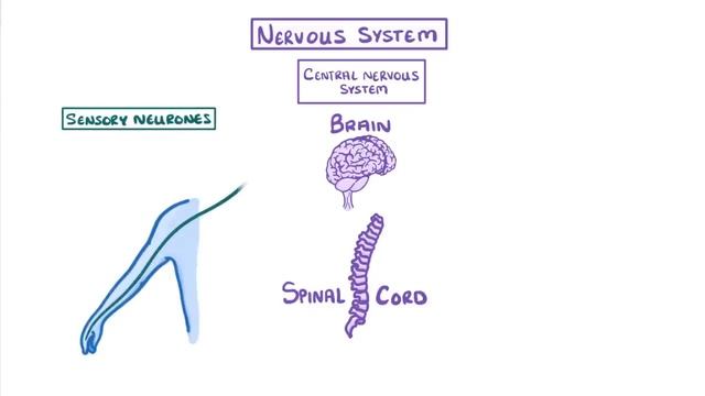 GCSE Biology - Nervous System and Reflex Arc #58 смотреть онлайн