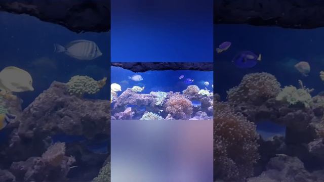 Зоопарк Алматы смотреть онлайн