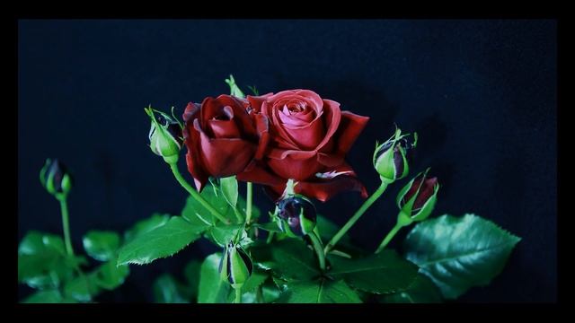 Как распускается роза Мессир Дельбар Timelapse Rose 4К. Messire Delbard.(Delbard 1975) смотреть онлайн