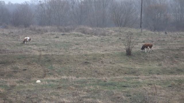 Купили бычка на доращивание смотреть онлайн