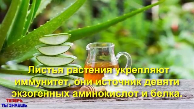 КАК Применять АЛОЭ Для УХОДА За КОЖЕЙ И ВОЛОСАМИ ? Косметологи ПРОСТО НЕГОДУЮТ ! смотреть онлайн