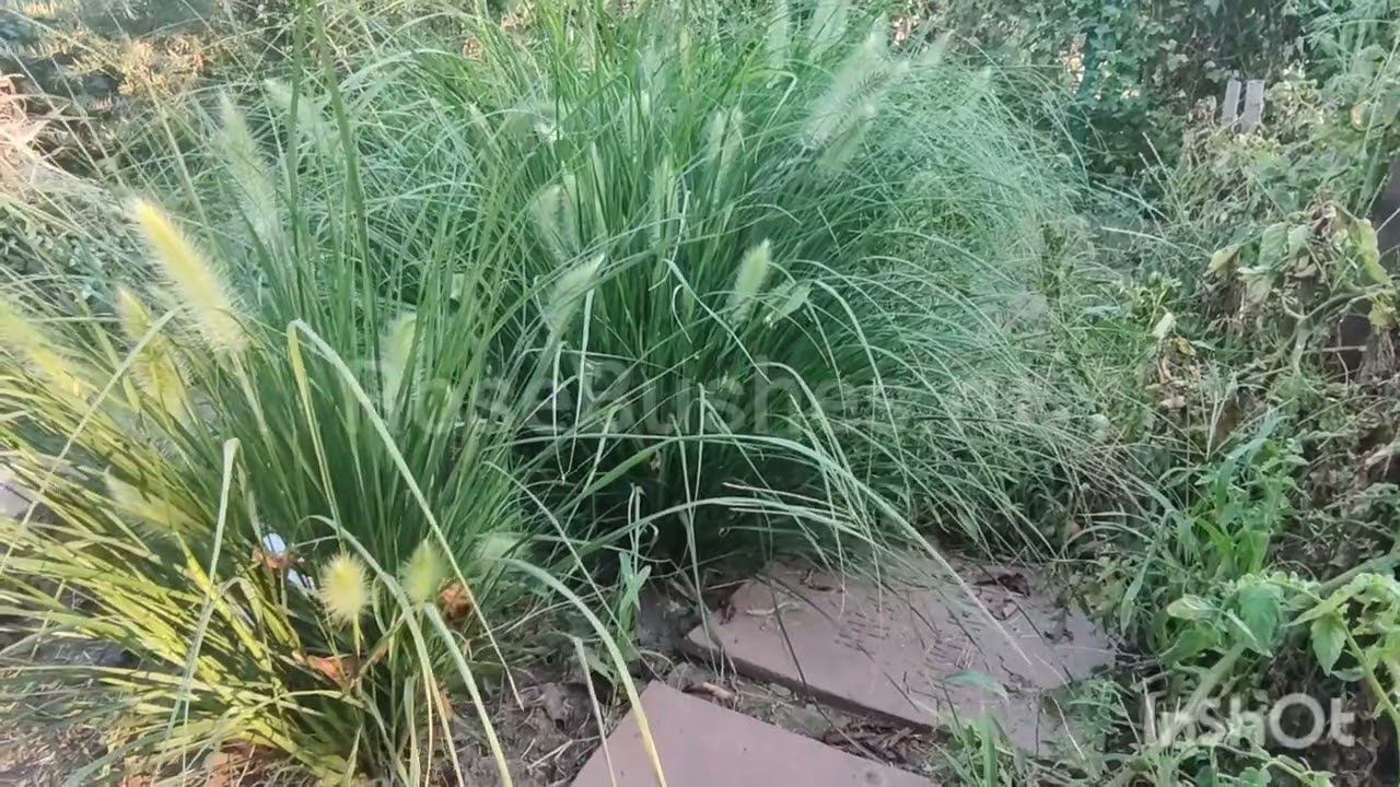 Пеннисетум Лисохвостный - хит для ландшафтного дизайна со злаковыми культурами! RoseBushes.ru смотреть онлайн