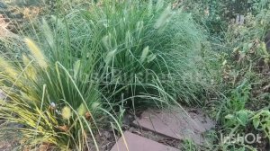 Пеннисетум Лисохвостный - хит для ландшафтного дизайна со злаковыми культурами! RoseBushes.ru