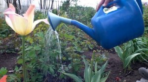 Летние подкормки роз