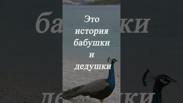 Настоящая любовь ... смотреть онлайн