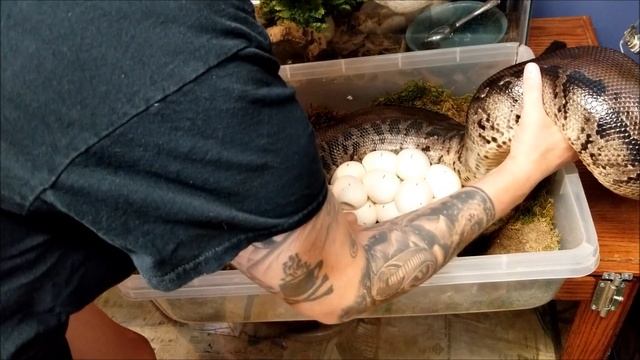 Pulling Sumatran Short Tail Python Eggs - 27 total смотреть онлайн