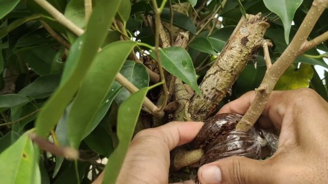 HOW TO MARCOT PLANTS STEP BY STEP LIKE BALETE TREE/AFRICAN TALISAY смотреть онлайн