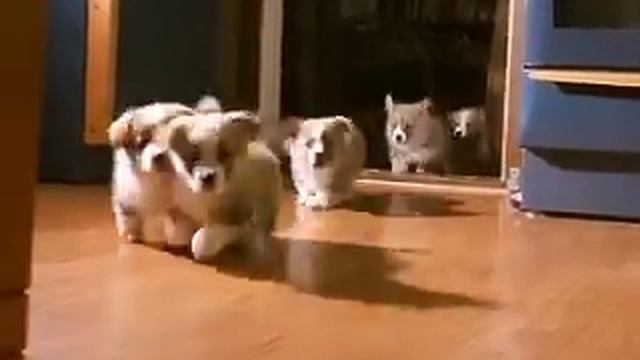 5 little welsh corgi pembroke puppies смотреть онлайн