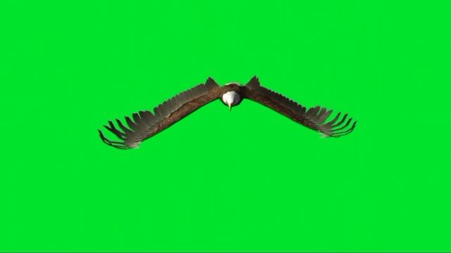 Eagle Green Screen Video.Eagle Green Screen Video Free Download.Eagle Video.Eagle.