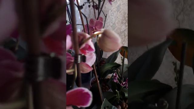 январь 2021. Что цветёт сейчас. Маленькая частичка моей колекцыи смотреть онлайн