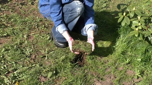 Экспресс-кабачки в дернине смотреть онлайн