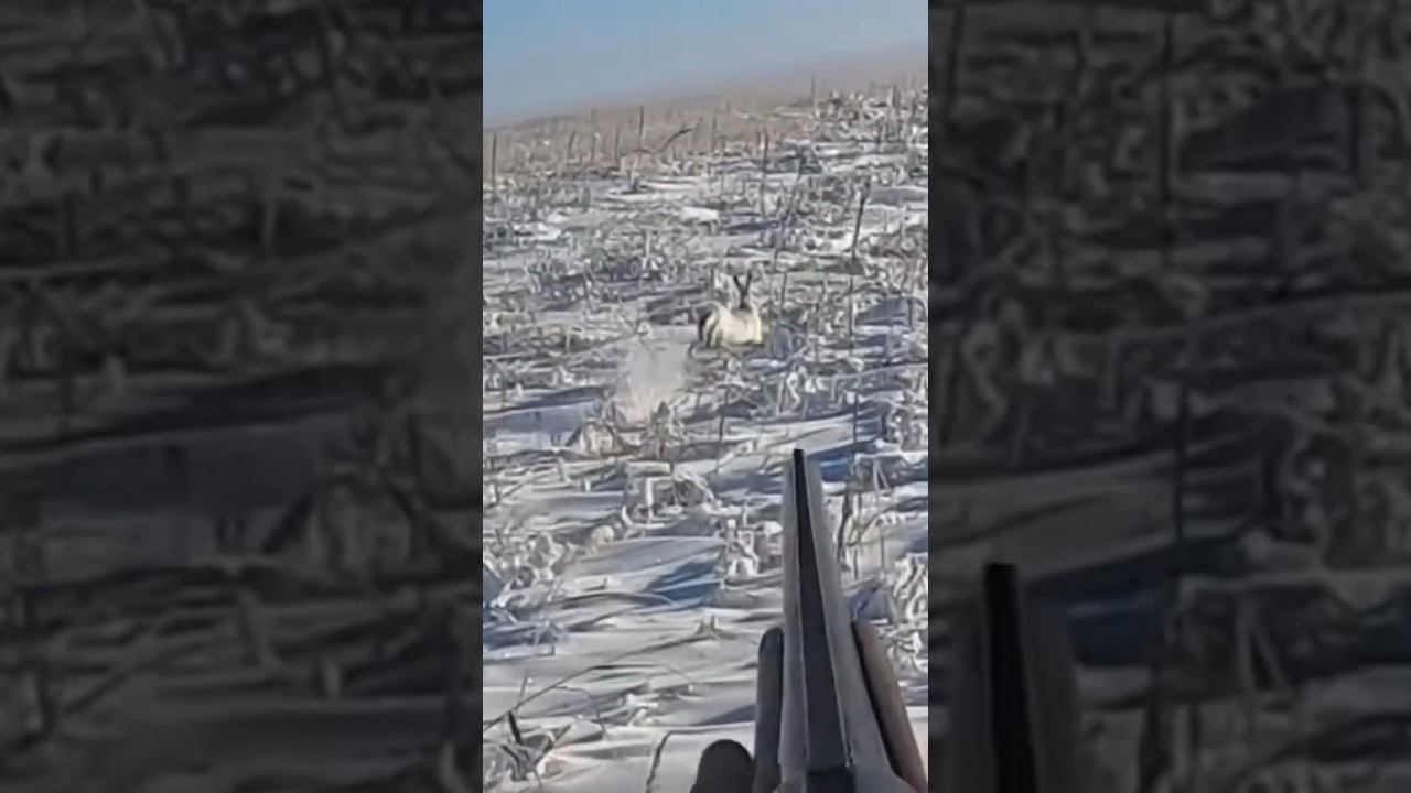 Красивый выход зайца из-под ног #охота #охотаназайца смотреть онлайн