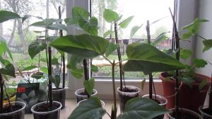 ПРИЩИПКА МИРАБИЛИСА!!!