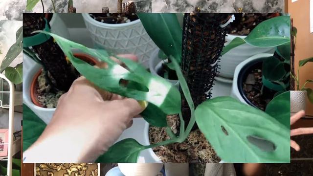 TOP 5 monstera Houseplants Varieties & My Massive Monstera Deliciosa смотреть онлайн