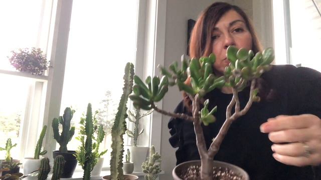 Close Up Succulents and Tropical Plants in Dinning Room смотреть онлайн