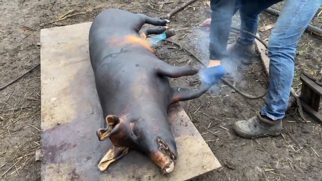 ‼️Забой свиньи ‼️ легко и просто , как молодая семья живёт в селе смотреть онлайн