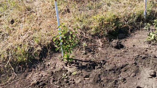 Не выкидывайте Абрикосовые косточки смотреть онлайн