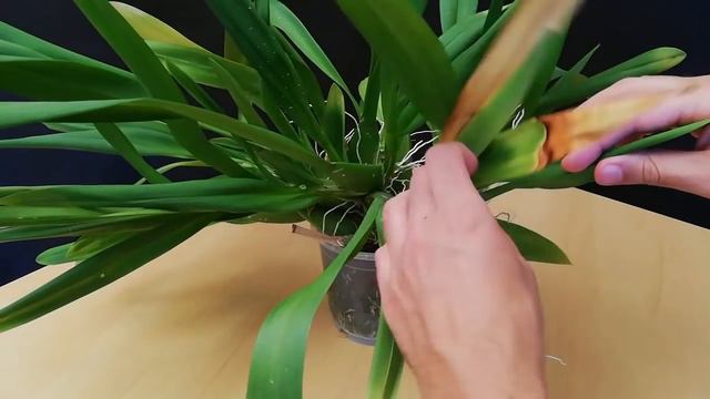 Como cuidar Orquideas Oncidium y variedades - riego, fertilización, floración, sustrato, iluminació смотреть онлайн