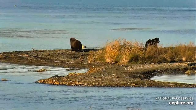 Медведи Катмай. Аляска - Katmai bears. Alaska. смотреть онлайн