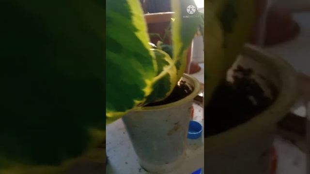 Подкормка цитрусовых растений Удобрения для цитрусов Правила внесения N:P:K Схема Мой личный опыт. смотреть онлайн
