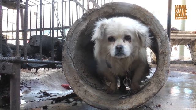 Dog & Cat meat trade exposed! | This will shock you to your core смотреть онлайн