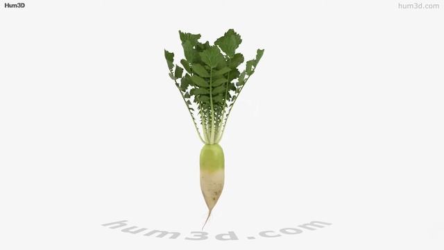 Korean Radish 3D model by Hum3D.com смотреть онлайн