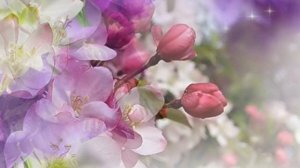 Весенние цветы   футаж