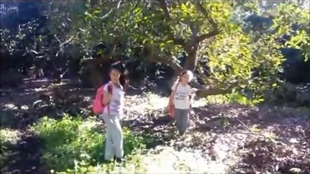 Авокадо Летняя зима или Зимние каникулы В Израиле смотреть онлайн