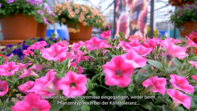 Petunia Dekko (de) - Syngenta Flowers смотреть онлайн