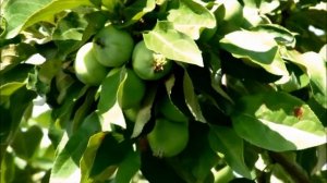 Яблони на Урале. Проверенные сорта