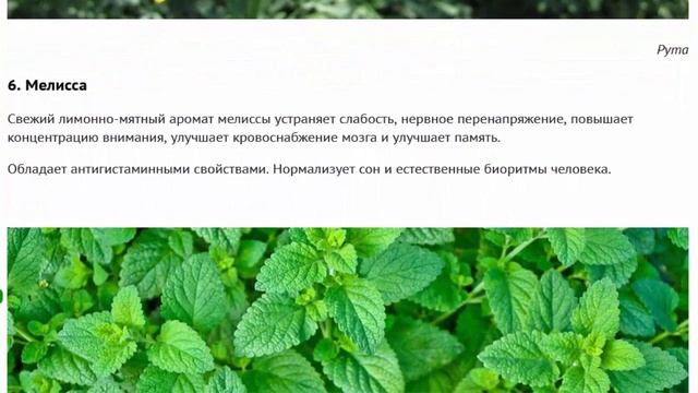 Лучшие растения для ароматного целебного цветника смотреть онлайн