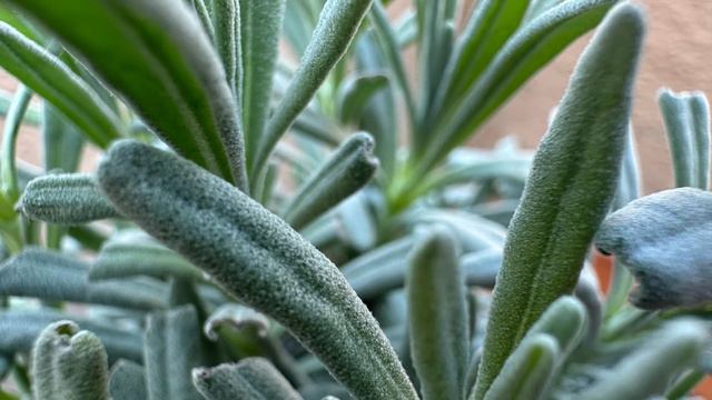 Growing 4 Types of Lavender in Zone 9B смотреть онлайн