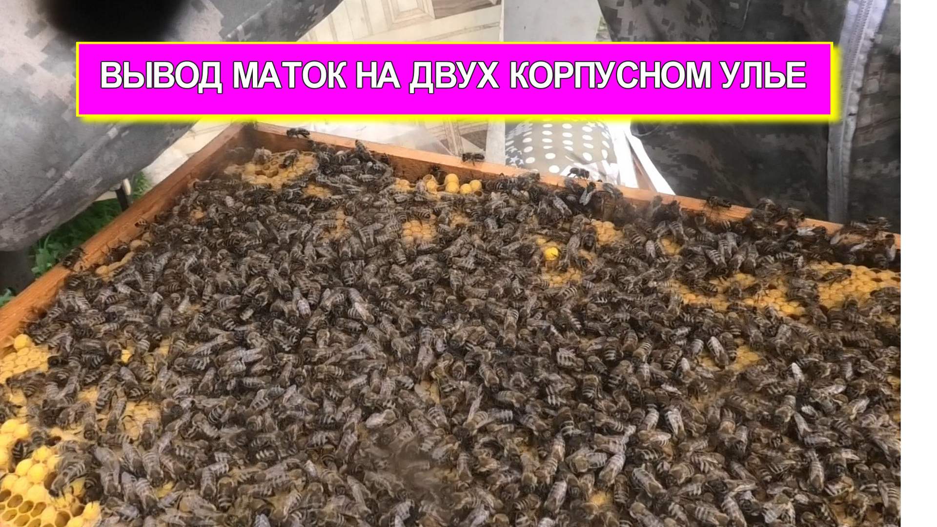 ПРОБУЮ МЕТОД КОРЖЕНЕВСКОГО П.П. смотреть онлайн