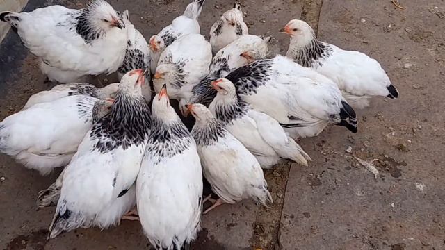 Почему цыплята, птица замедлилась в росте в тёплое время года