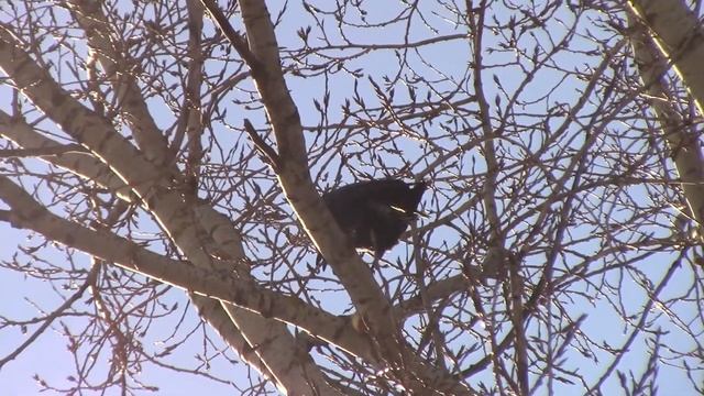 Чёрный ворон. смотреть онлайн