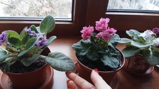 Фиалки! Как ухаживать и что делать,чтобы постоянно цвели и радовали глаз! Цветут фиалки круглый год смотреть онлайн