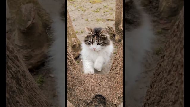 Cute cat and Braids animals video NCS Background music viral 10.kora Dan YouTube ##ncs смотреть онлайн